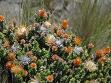 Sdamerika, Ecuador: Ins Herz des Kontinents - Chuquiragua - die Kupferblume