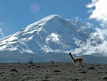 Sdamerika, Ecuador: Ins Herz des Kontinents - Lama vor Bergkulisse