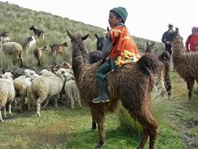 Sdamerika, Ecuador: Ins Herz des Kontinents - Lamas: Freunde und Lasttiere